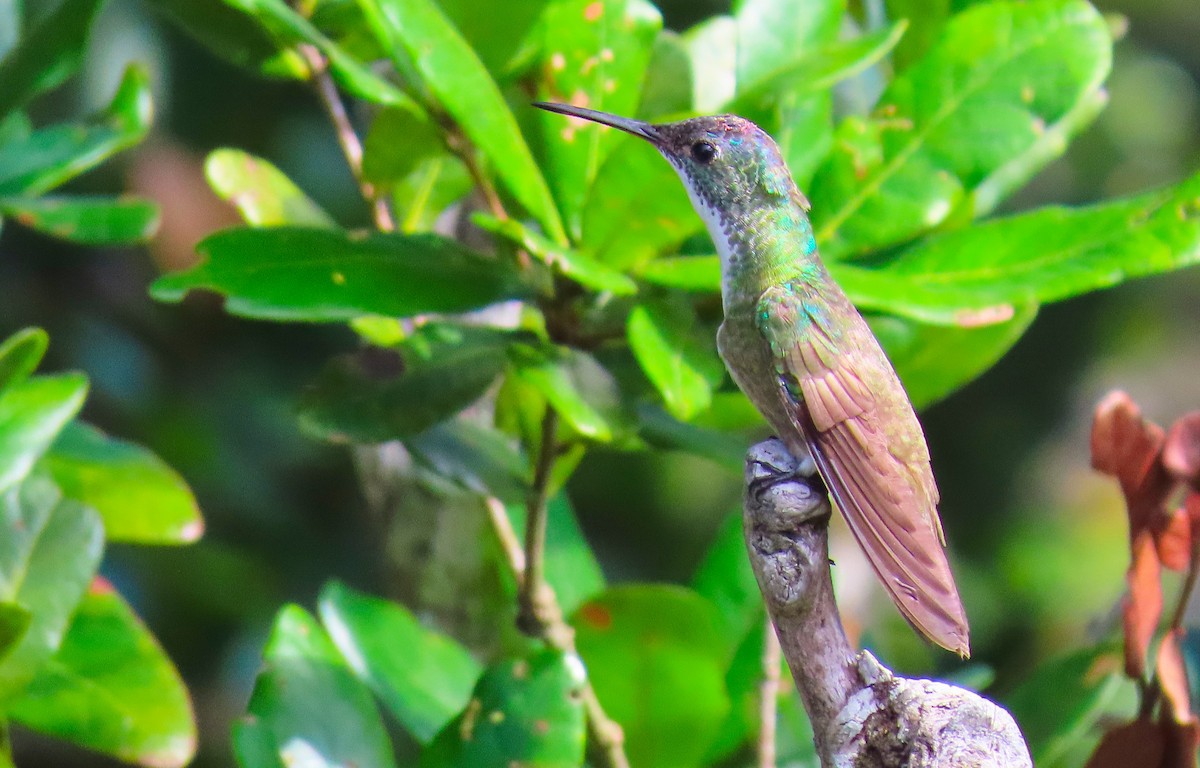 Azure-crowned Hummingbird - ML183482851