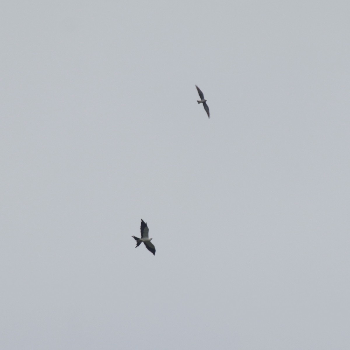 Swallow-tailed Kite - ML183483071