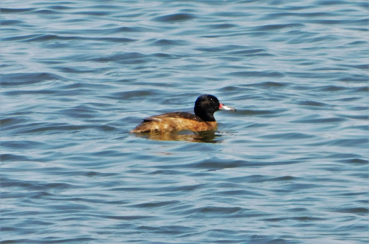 Black-headed Duck - ML183483631