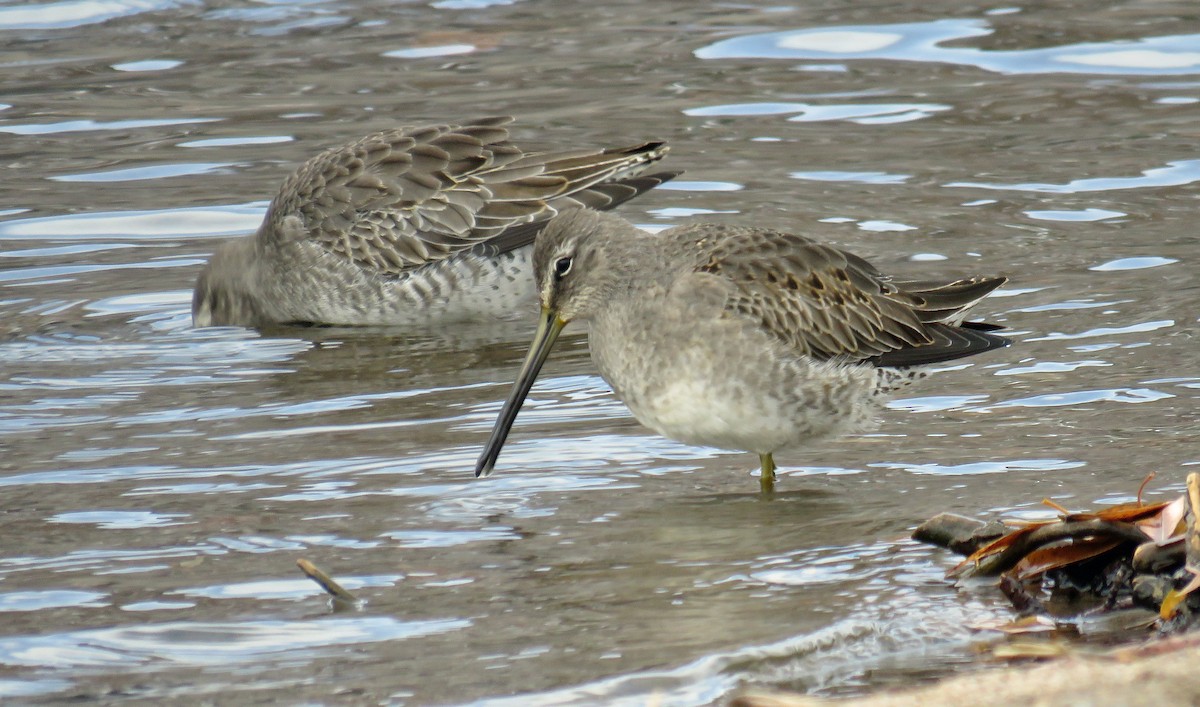 Long-billed Dowitcher - JoAnn Potter Riggle 🦤