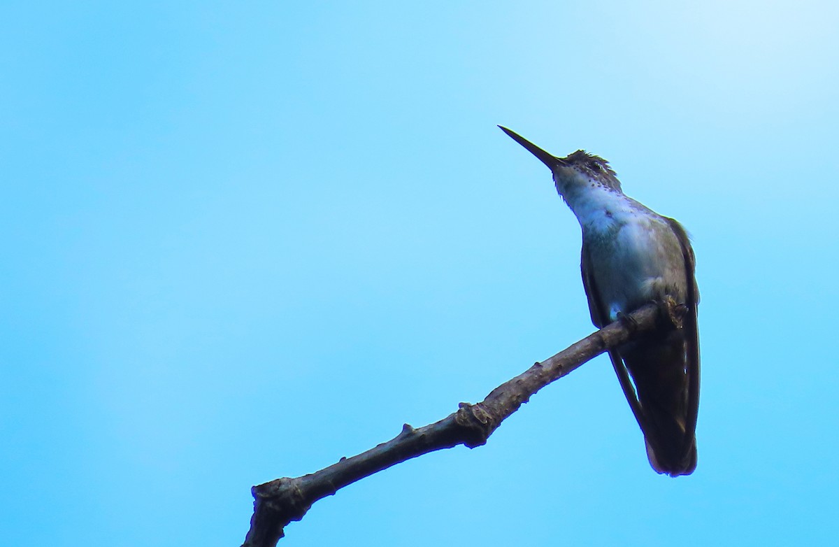 Azure-crowned Hummingbird - Denilson  Ordoñez