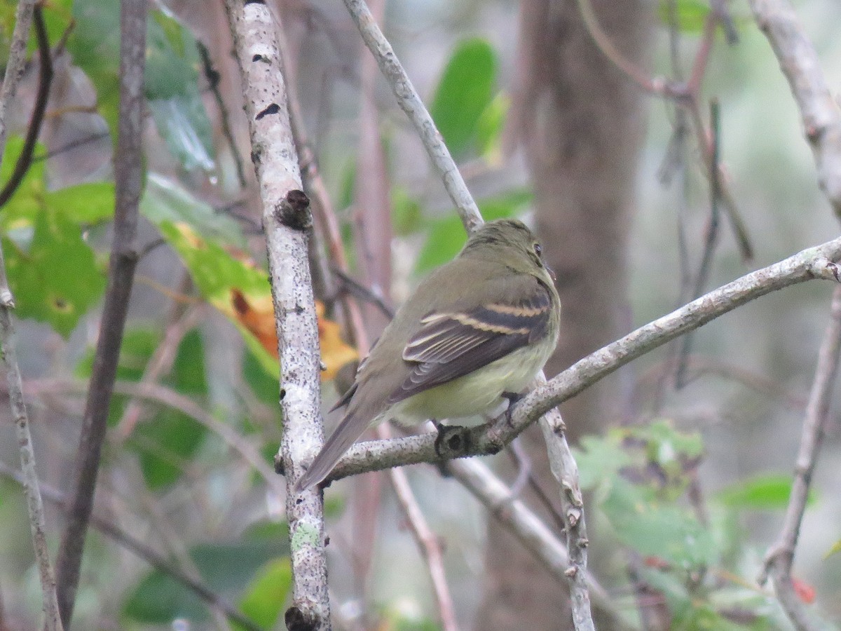 eBird Checklist - 19 Oct 2019 - Savannahs Preserve SP--Hawk's Bluff ...