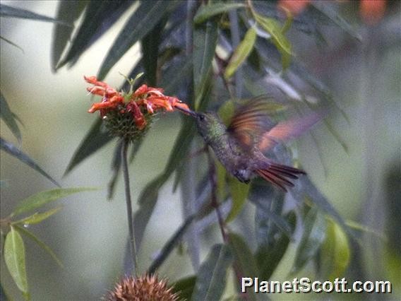 Berylline Hummingbird - Scott Bowers