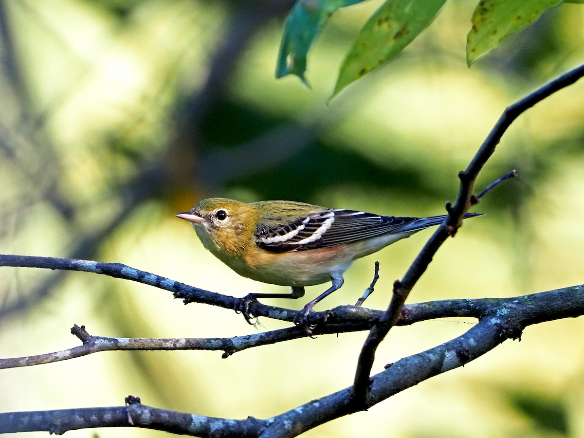 Bay-breasted Warbler - ML183489031