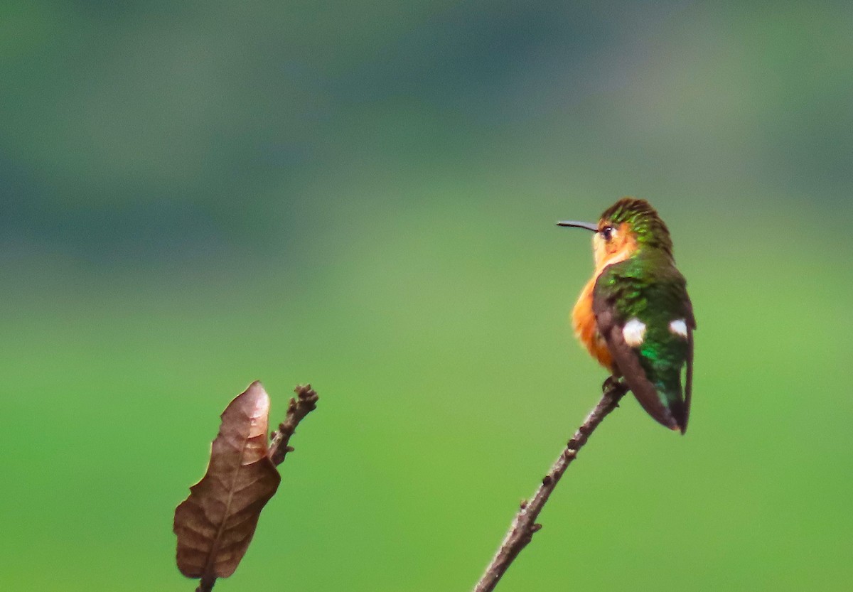 Sparkling-tailed Hummingbird - ML183489071