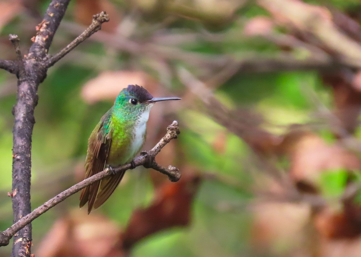 Azure-crowned Hummingbird - ML183489111