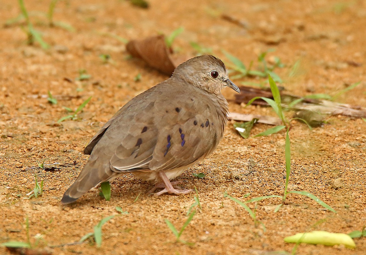 Plain-breasted Ground Dove - Roger Ahlman
