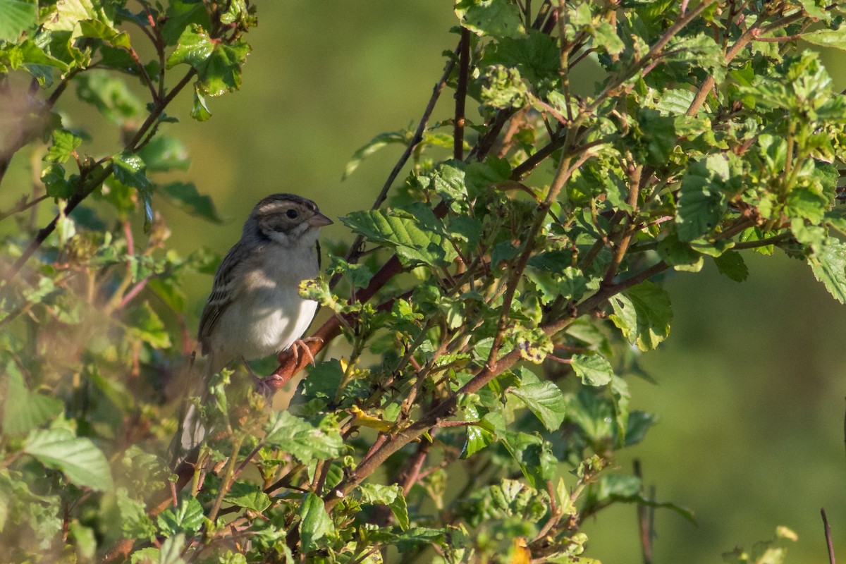 Clay-colored Sparrow - ML183489881