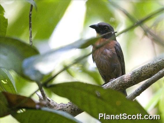 Black-cheeked Ant-Tanager - ML183491451