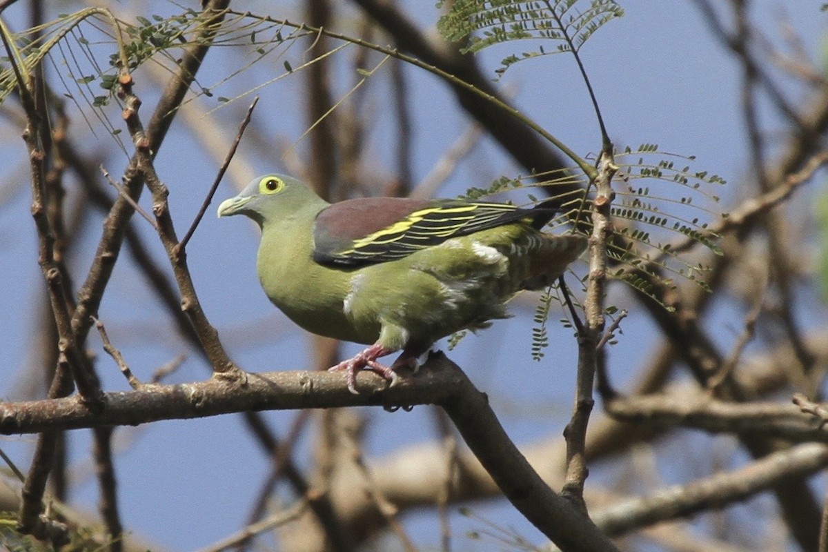 Gray-cheeked Green-Pigeon - ML183491621