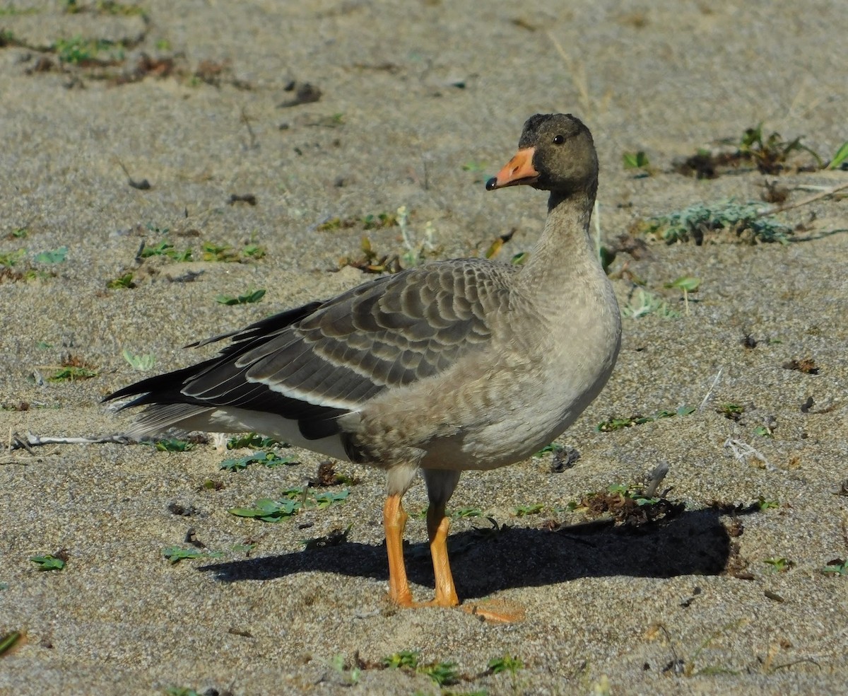 Greater White-fronted Goose - Rajan Rao