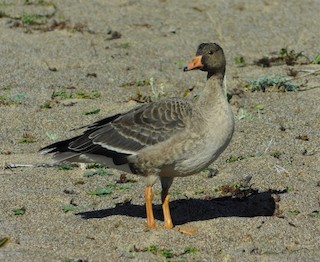 Greater White-fronted Goose, ML183492151