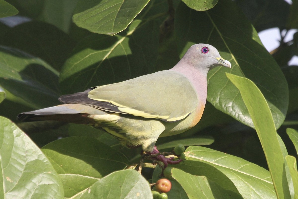 Pink-necked Green-Pigeon - ML183500431