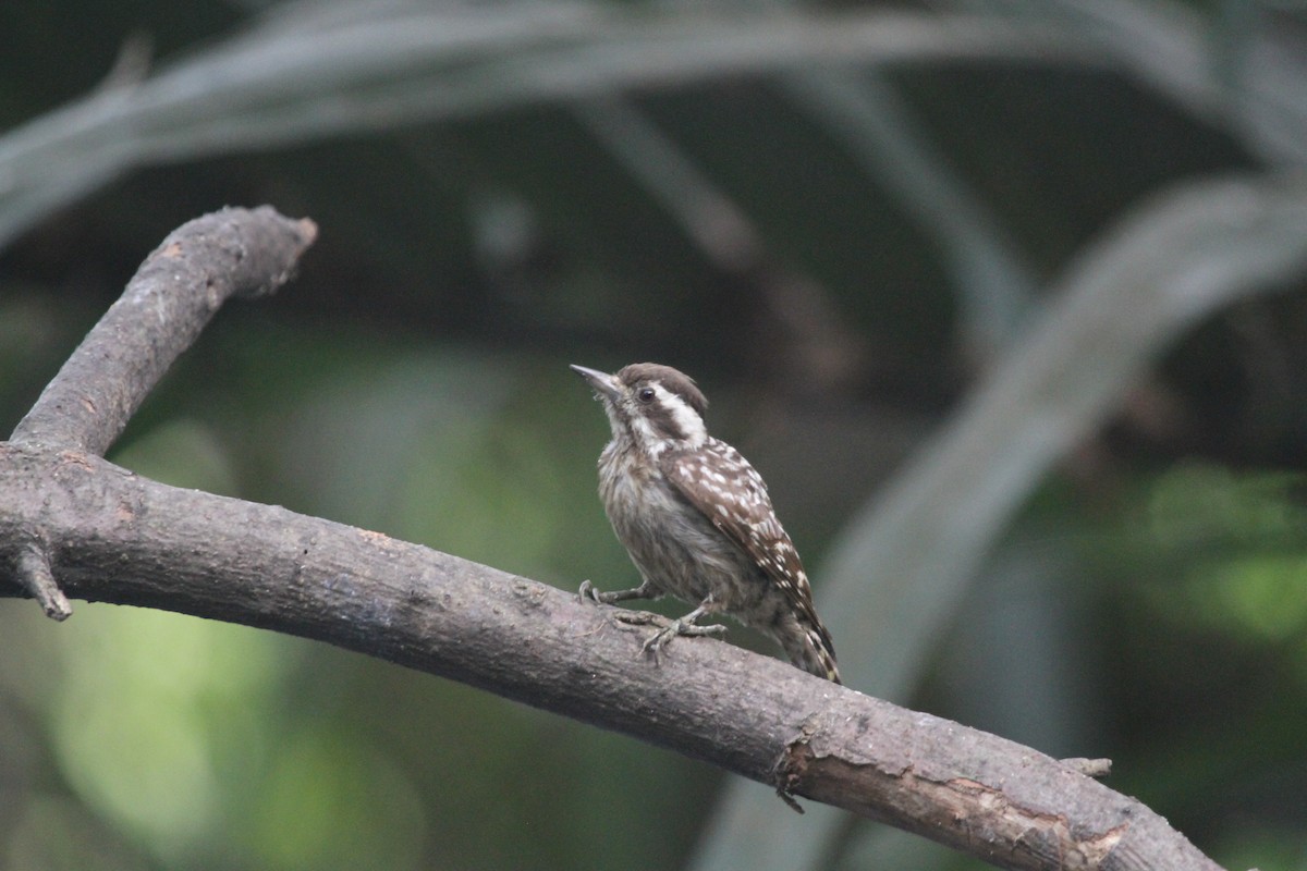 Sunda Pygmy Woodpecker - ML183500811