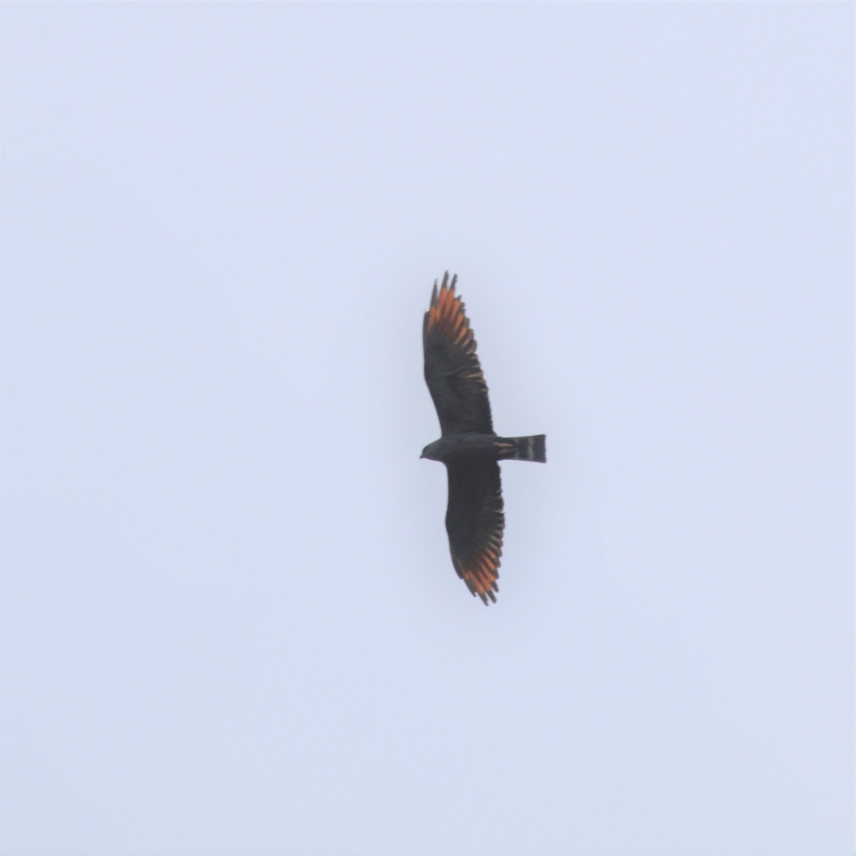 Plumbeous Kite - Doug Kibbe