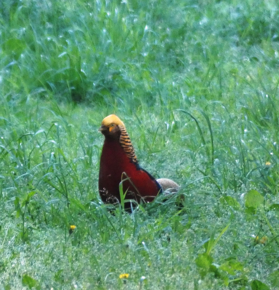 Golden Pheasant - ML183503091