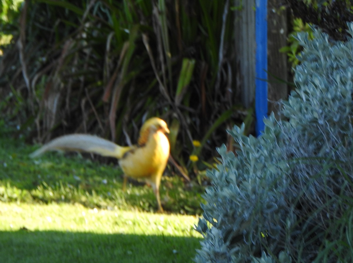 Golden Pheasant - ML183503151