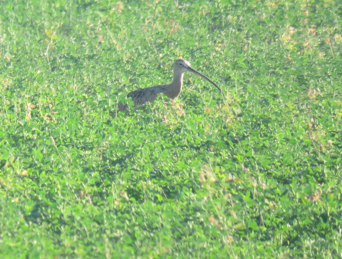 Long-billed Curlew - ML183503631
