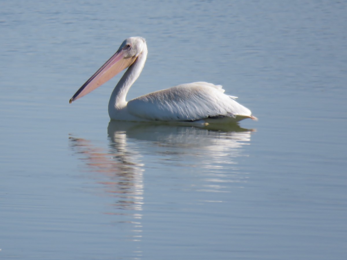 pelikán severoamerický - ML183503831