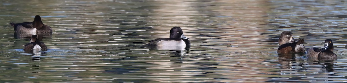 Ring-necked Duck - ML183504811
