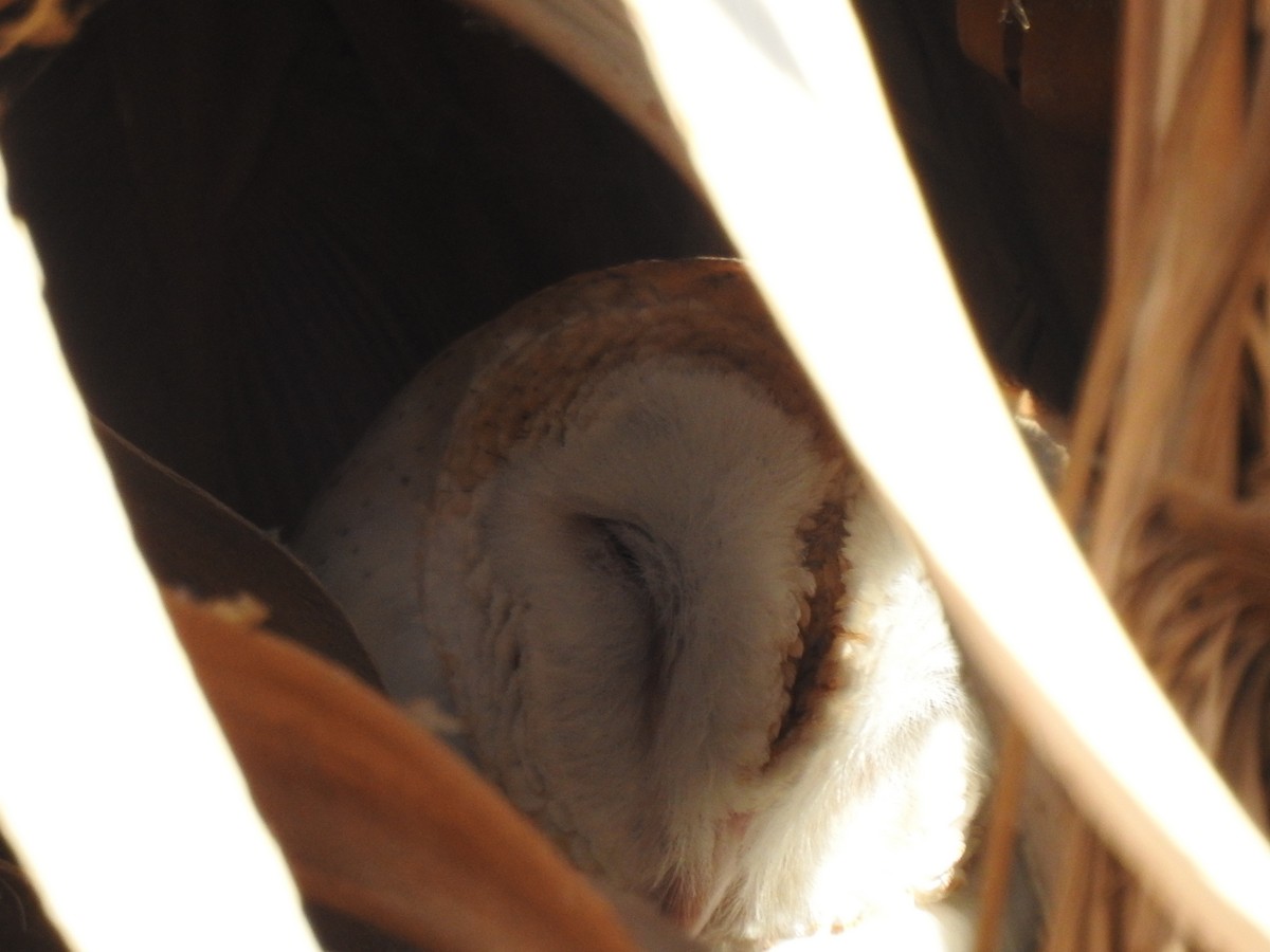 Barn Owl - ML183504821