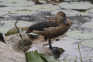 Lesser Whistling-Duck, ML183504871