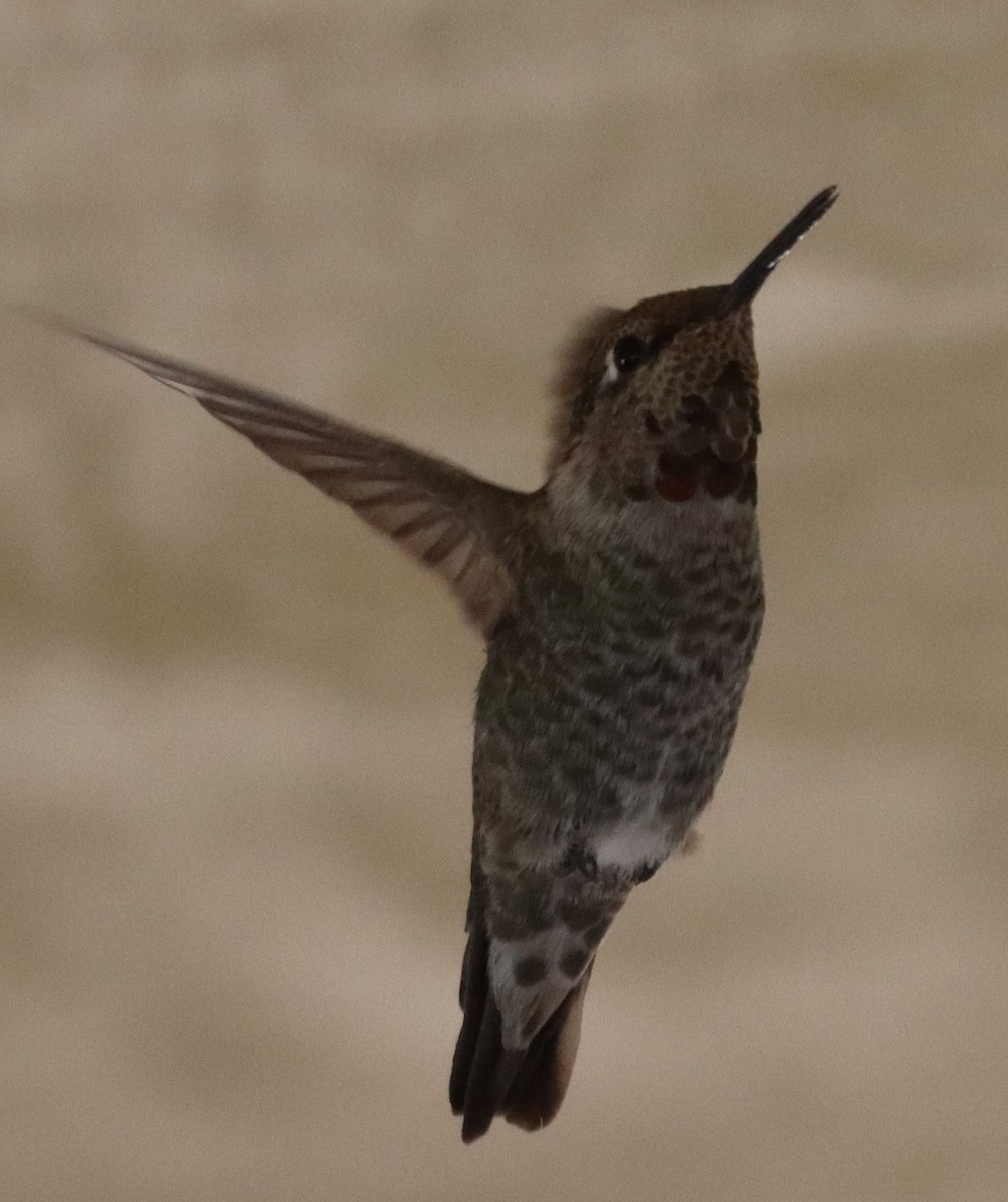 Anna's Hummingbird - ML183505711