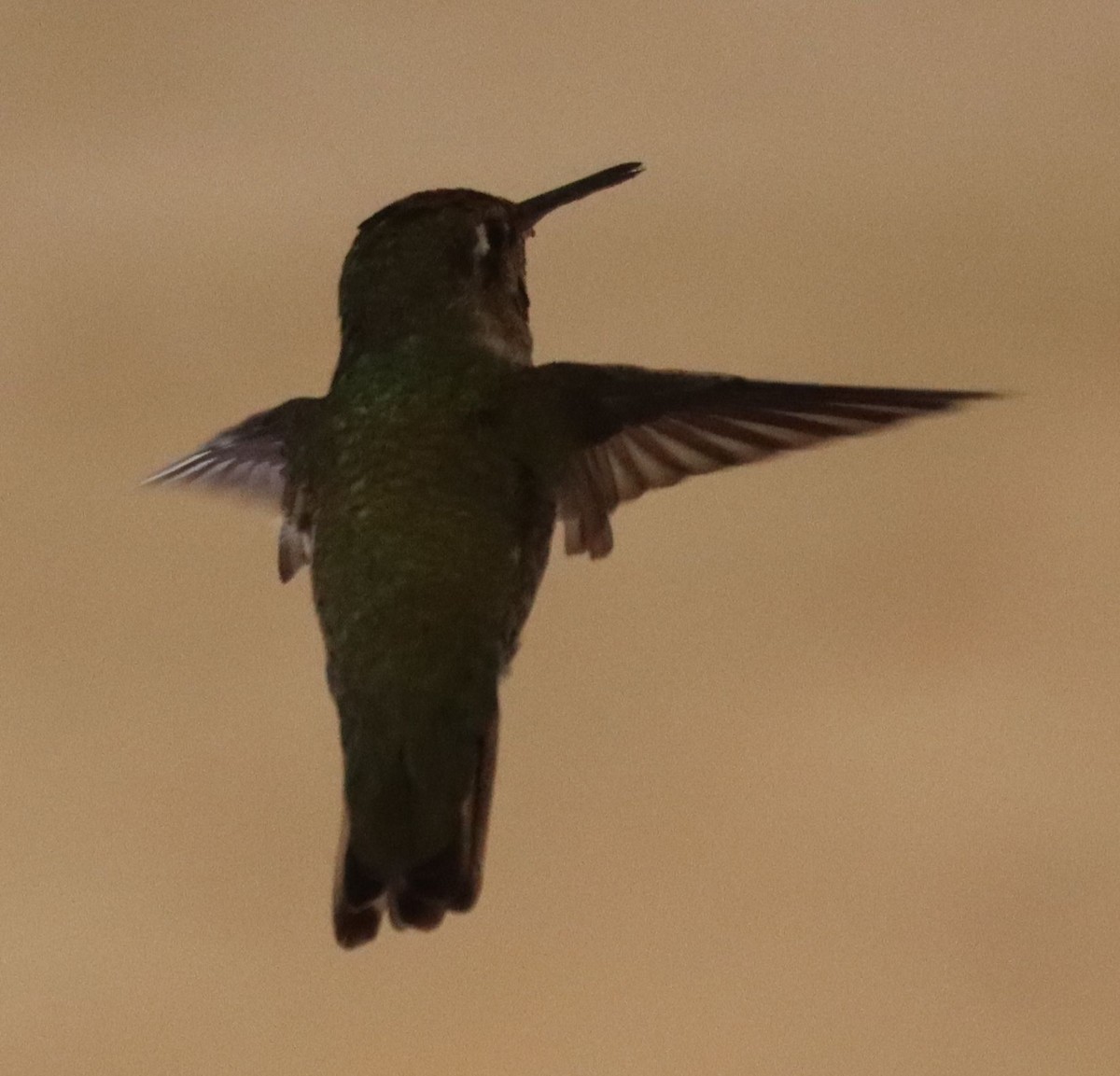 Anna's Hummingbird - ML183505751