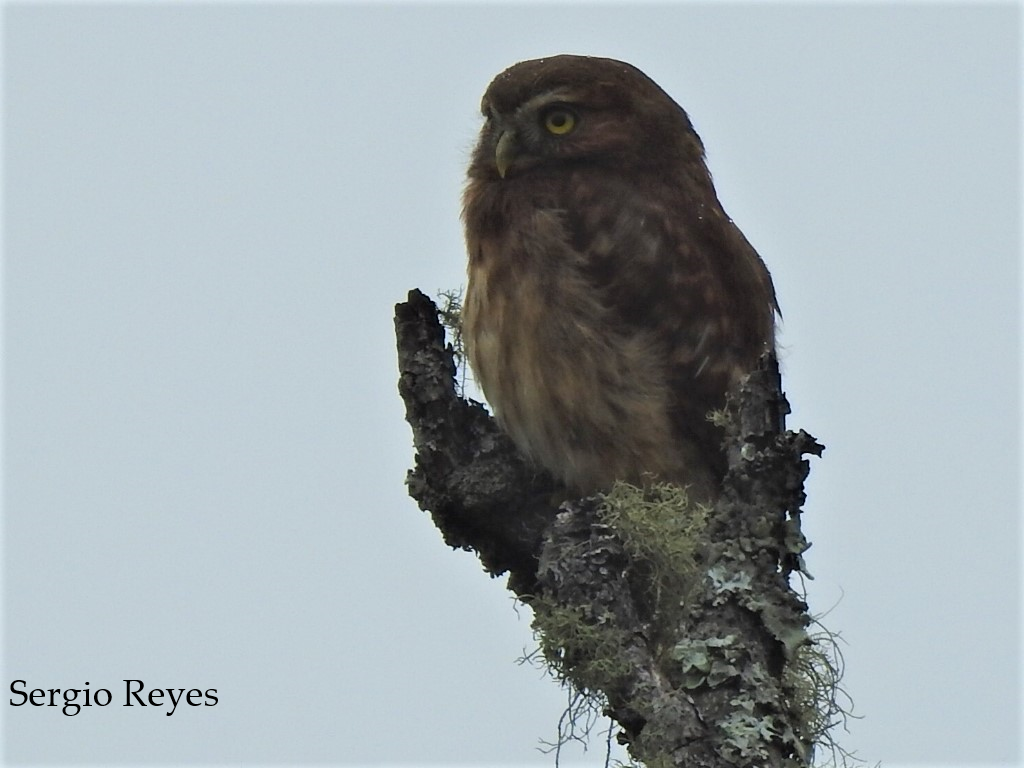 Andean Pygmy-Owl - ML183506951