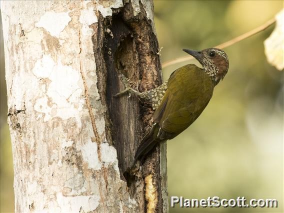 Brown-eared Woodpecker - ML183507621