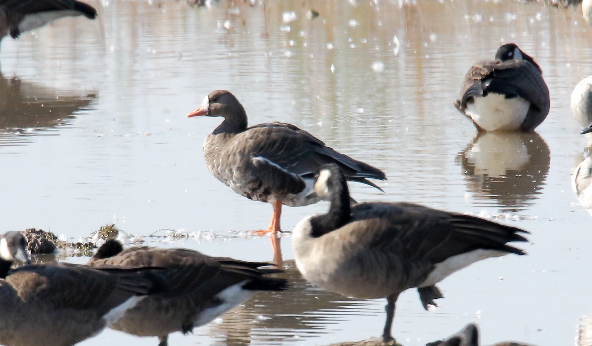 Greater White-fronted Goose - Dominic Sherony