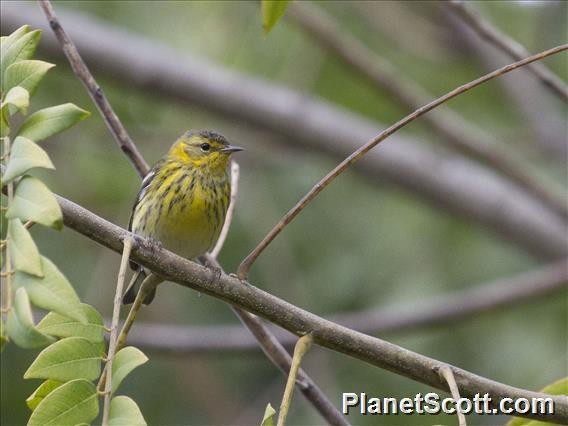 Cape May Warbler - ML183510681