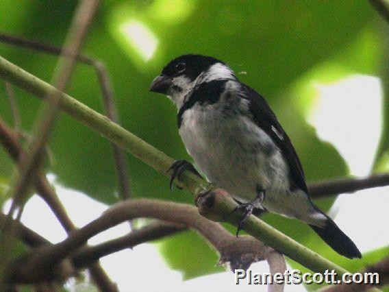 Wing-barred Seedeater (Caqueta) - ML183511221