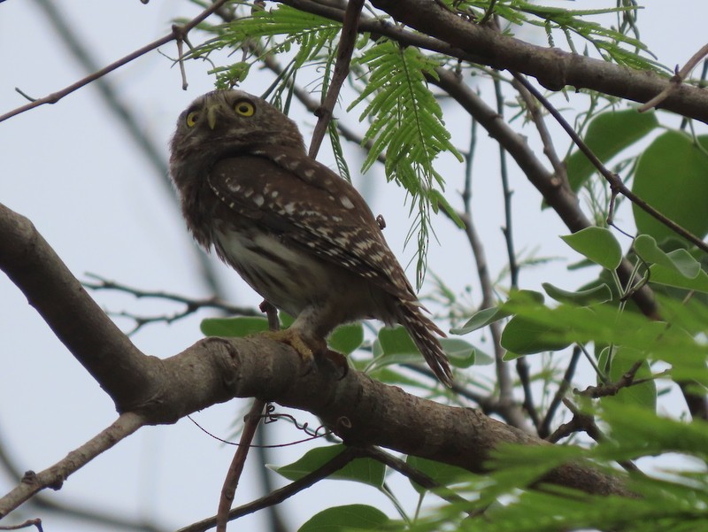 Ferruginous Pygmy-Owl - ML183511251