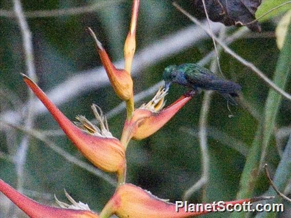 Charming Hummingbird - Scott Bowers