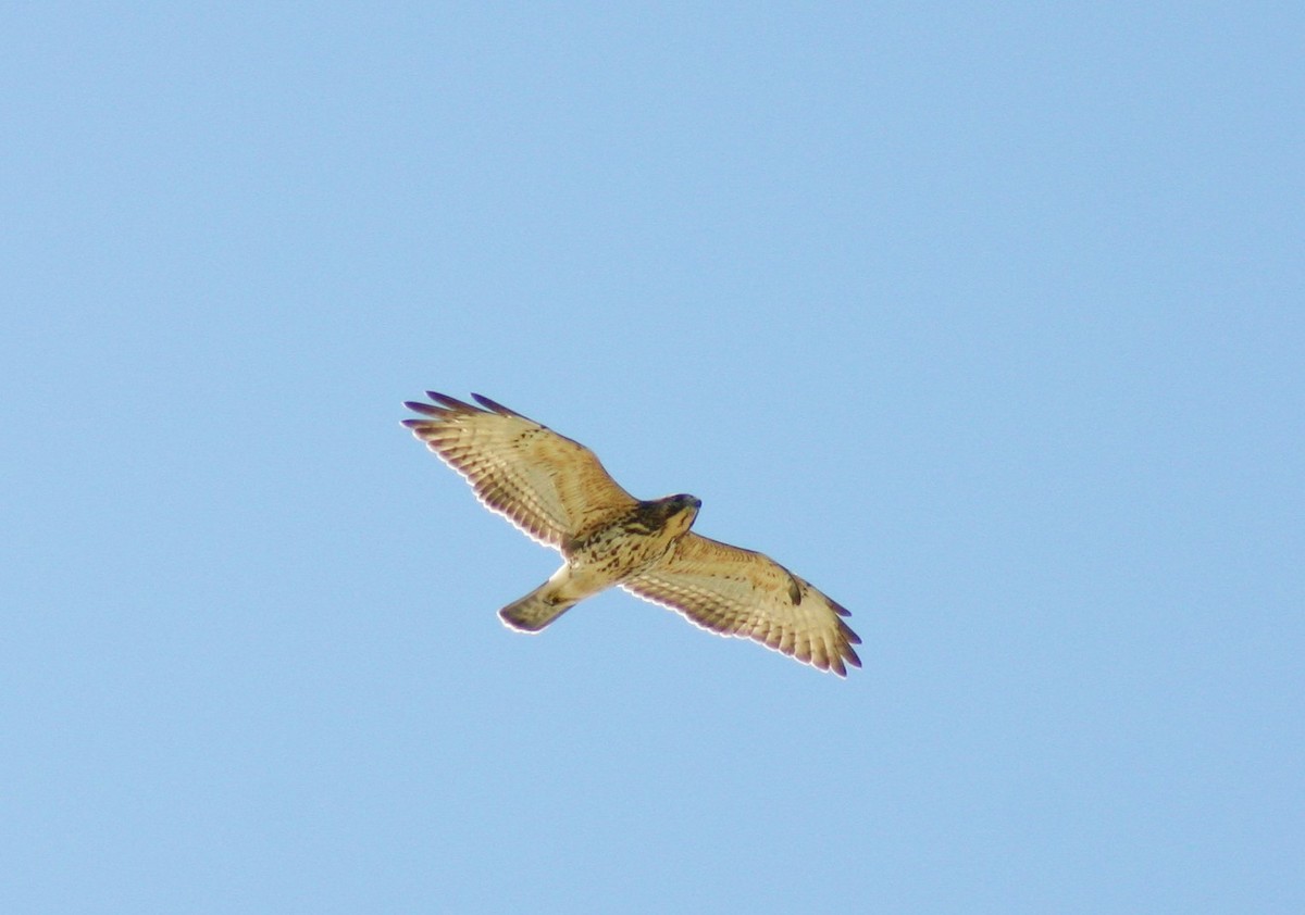 Broad-winged Hawk - ML183512241