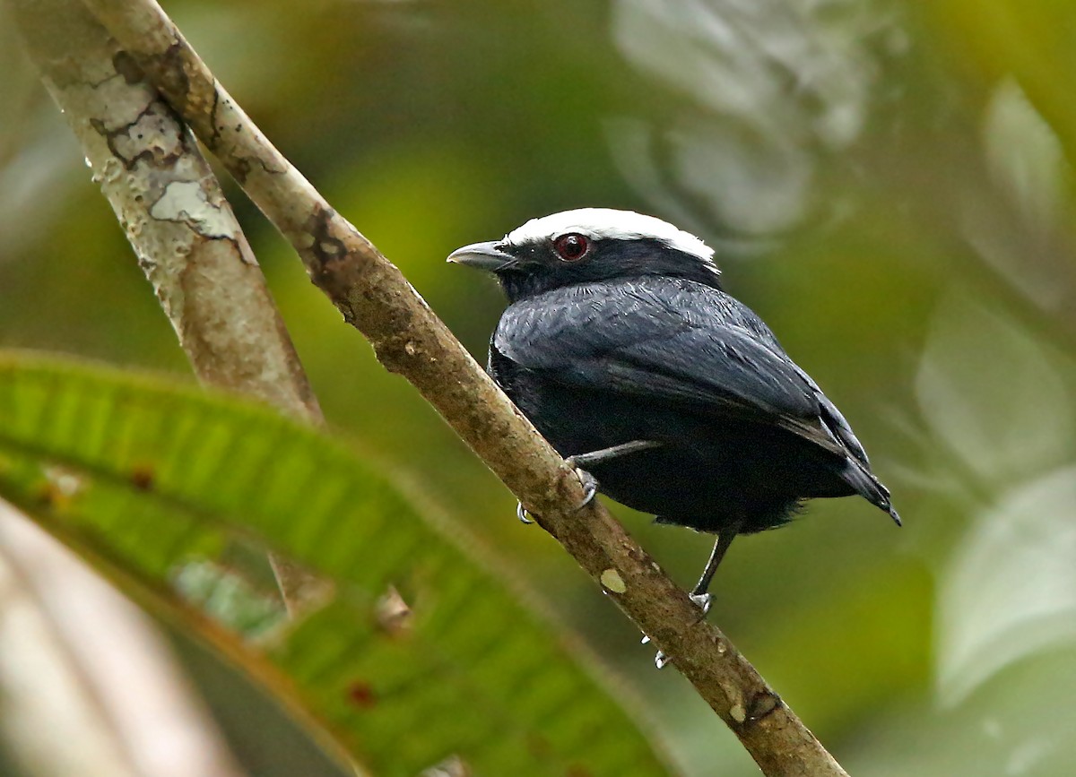 White-crowned Manakin - Roger Ahlman