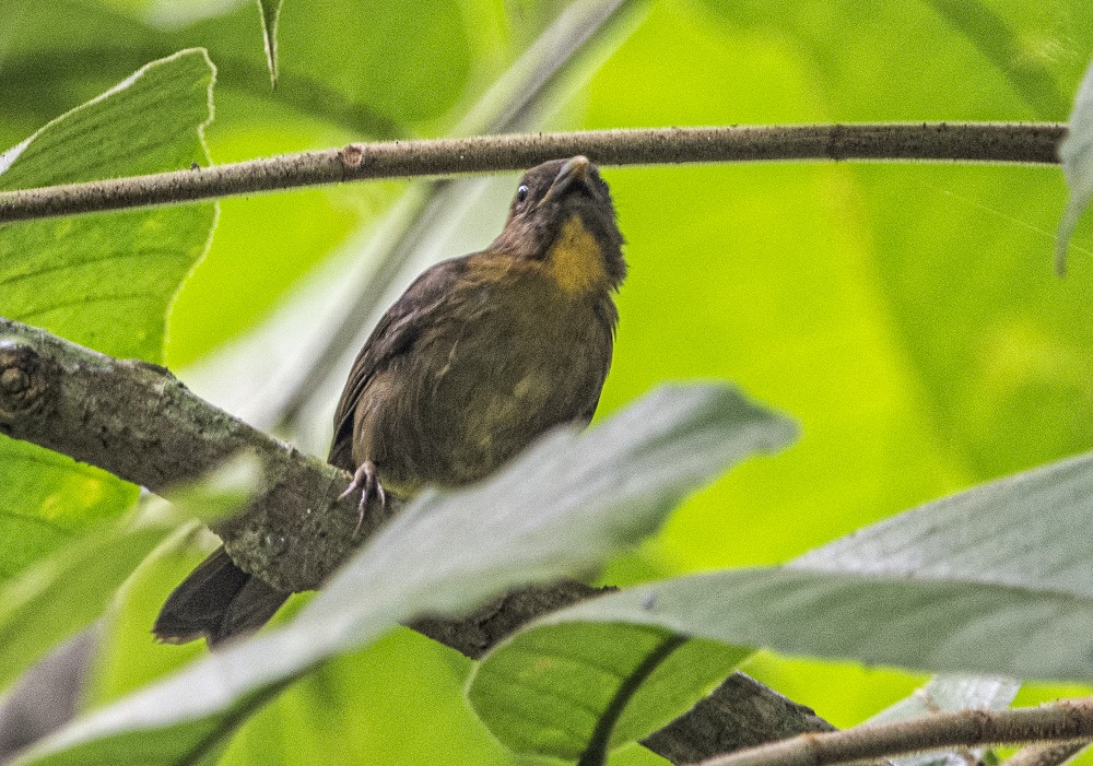 Red-throated Ant-Tanager - ML183512851