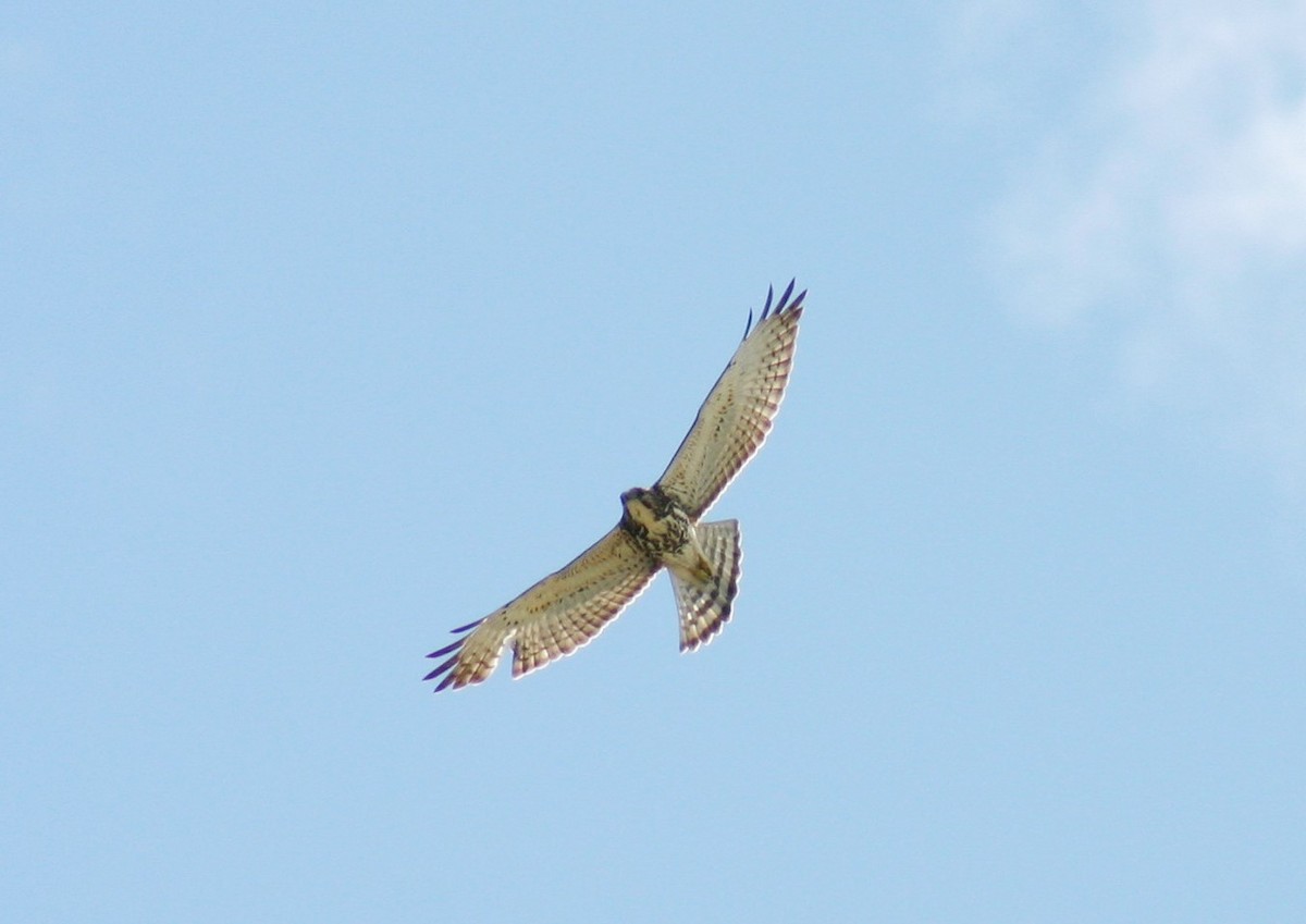 Broad-winged Hawk - ML183512861