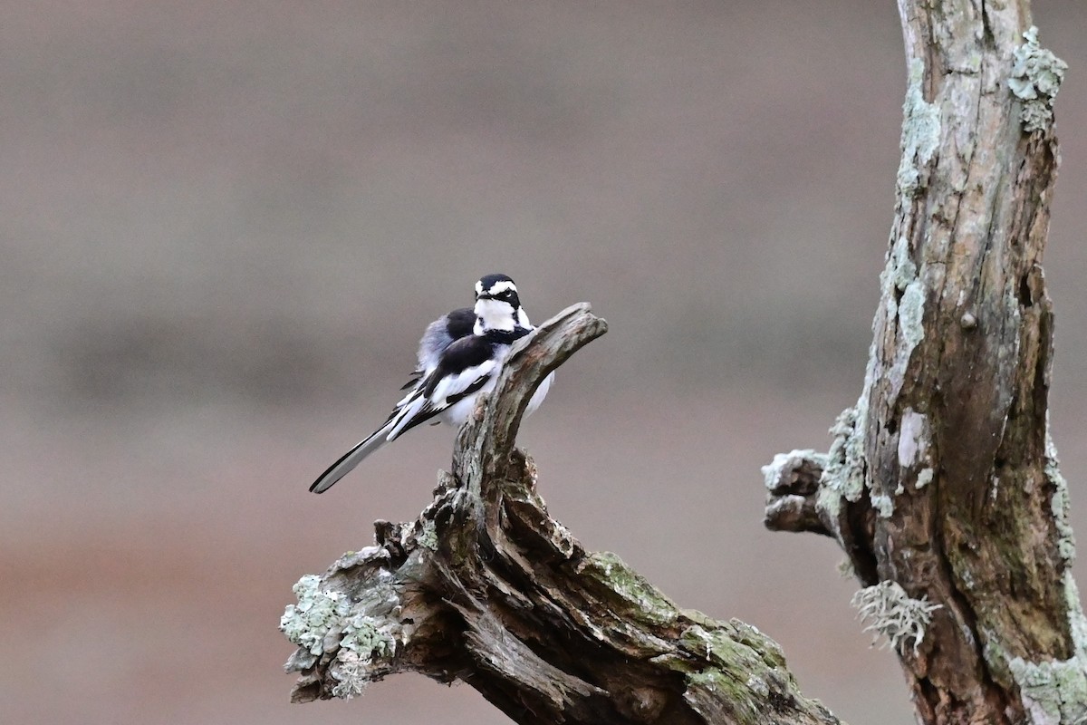 African Pied Wagtail - ML183516961