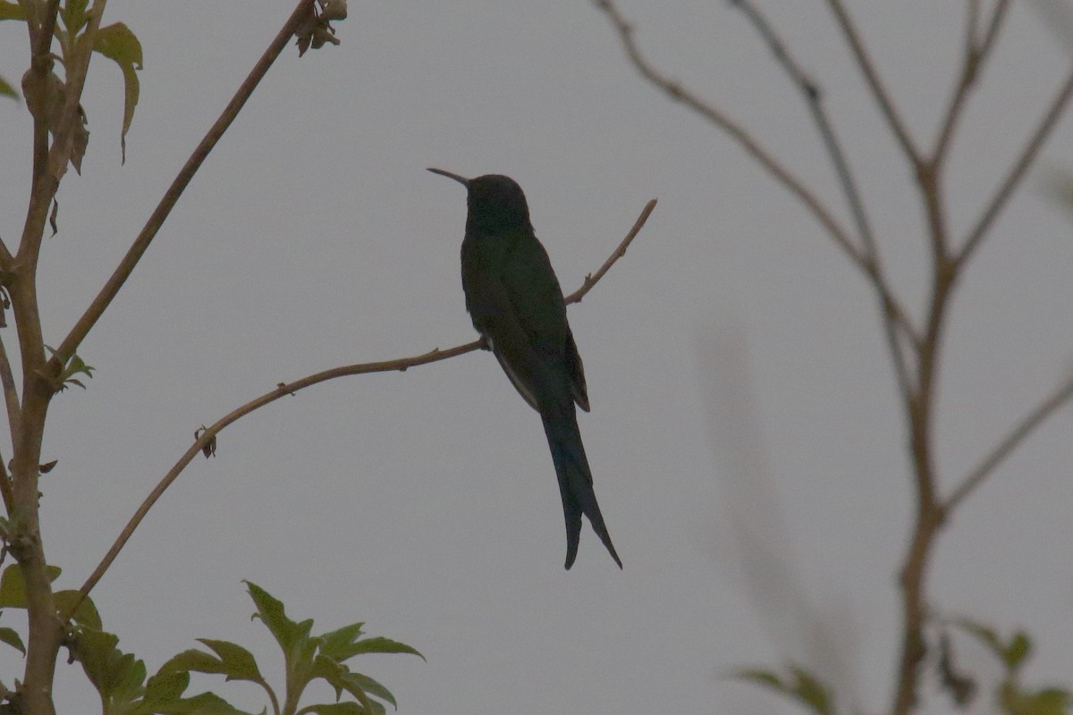 Swallow-tailed Hummingbird - ML183517031