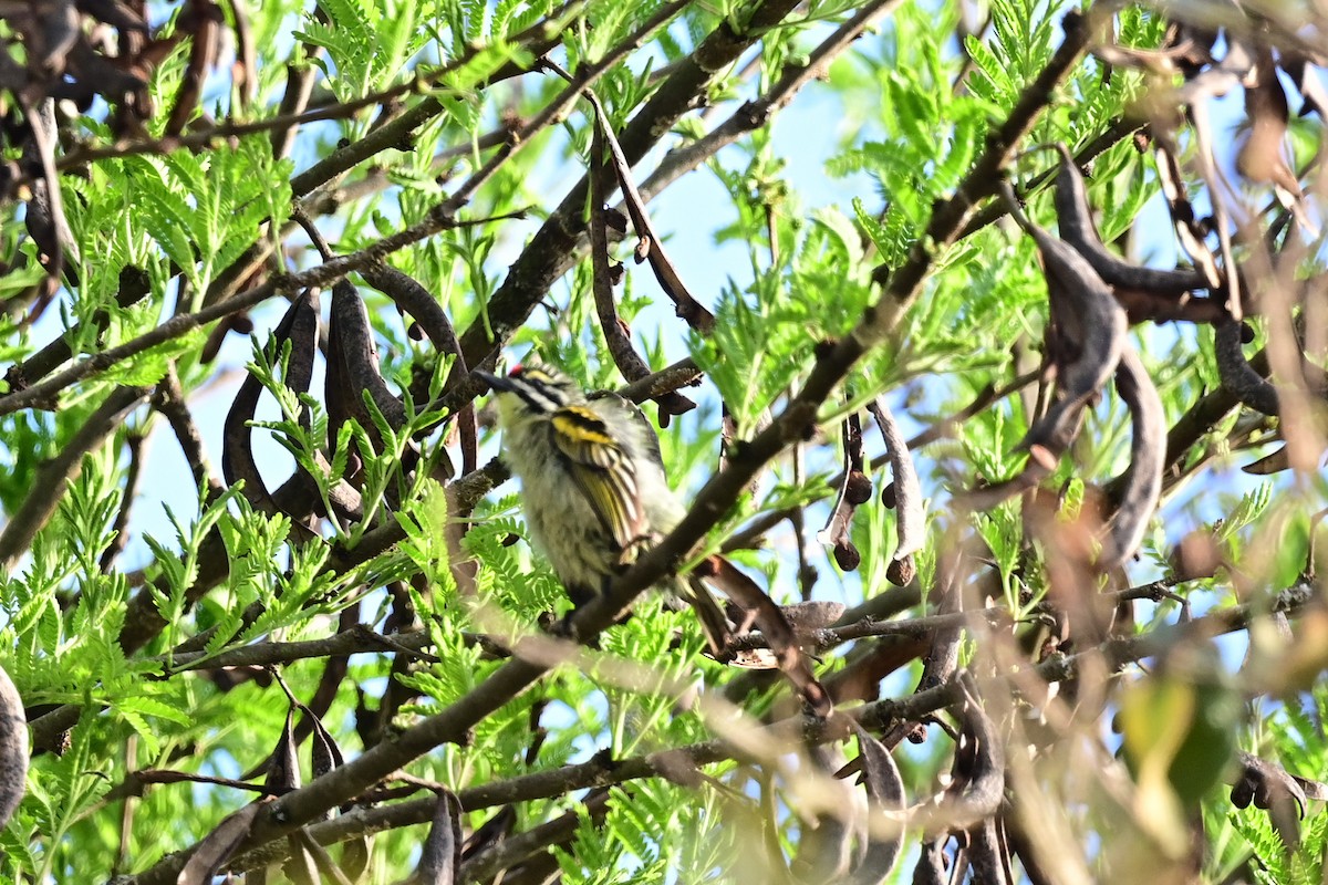 Red-fronted Tinkerbird - ML183525071