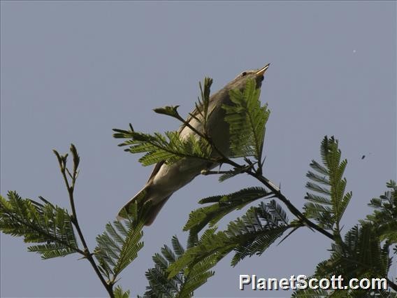 Eastern Olivaceous Warbler - Scott Bowers