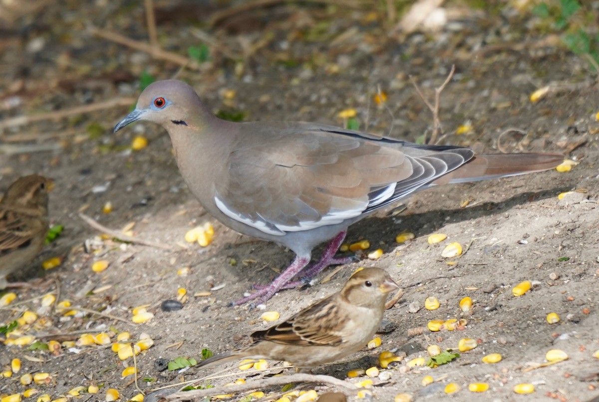 White-winged Dove - Sibylle Hechtel