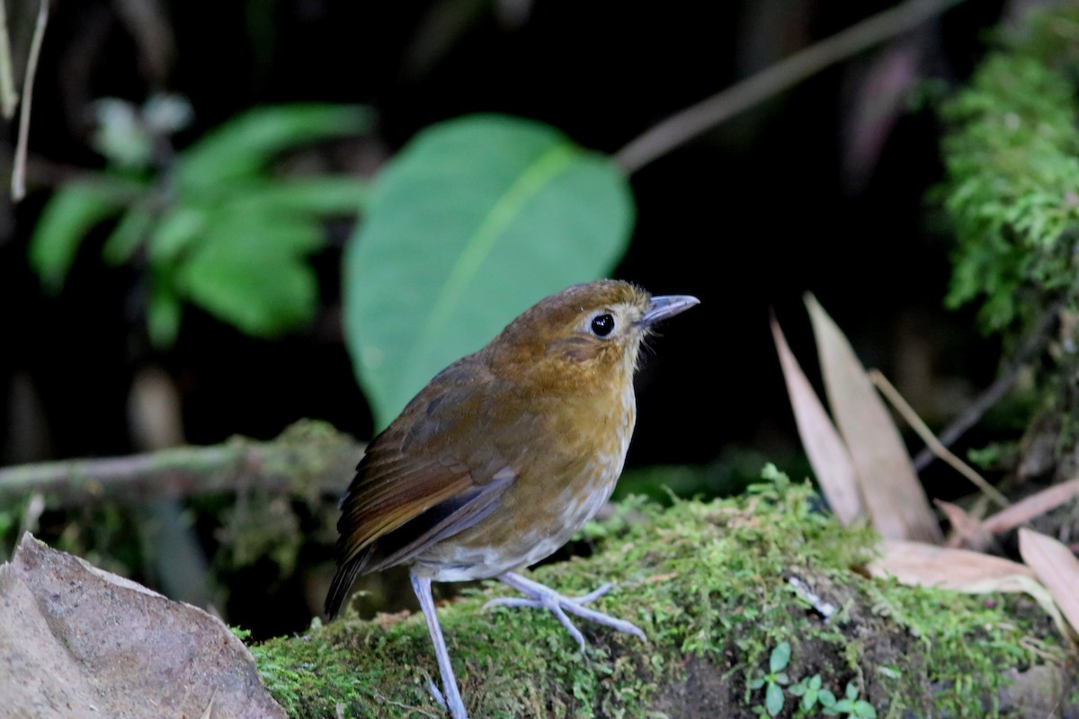 Brown-banded Antpitta - ML183531981