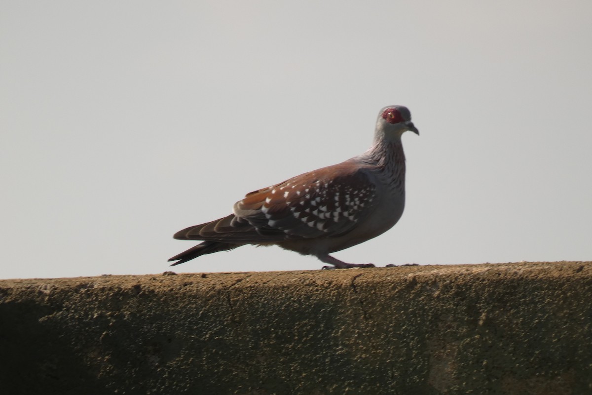 Speckled Pigeon - Gary Wood