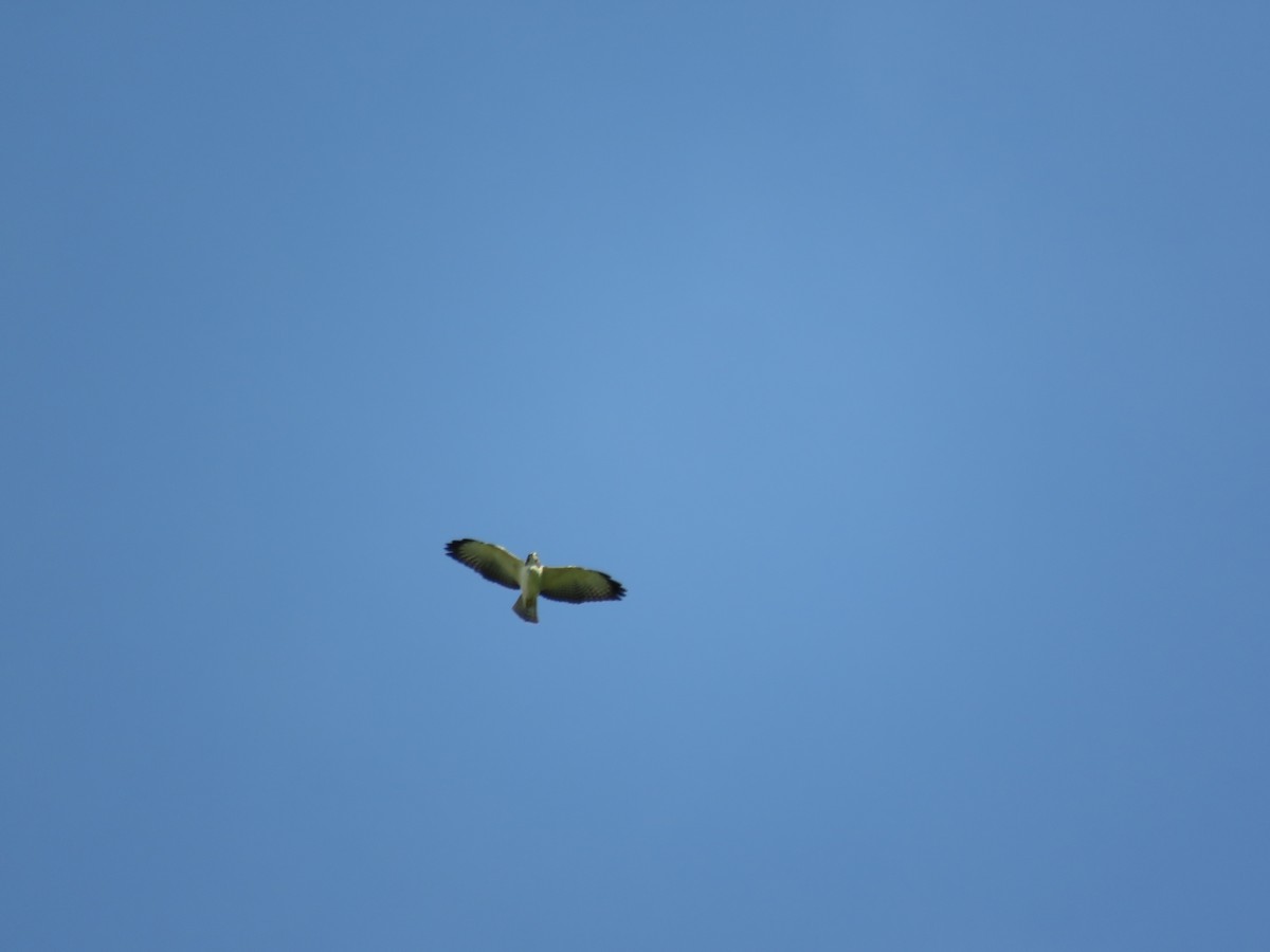 Short-tailed Hawk - ML183533481