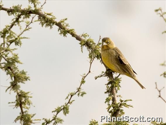 Grassland Yellow-Finch - Scott Bowers