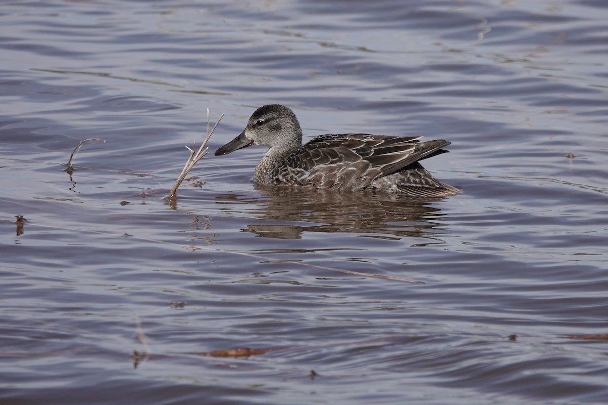 Blue-winged Teal - Sara Griffith