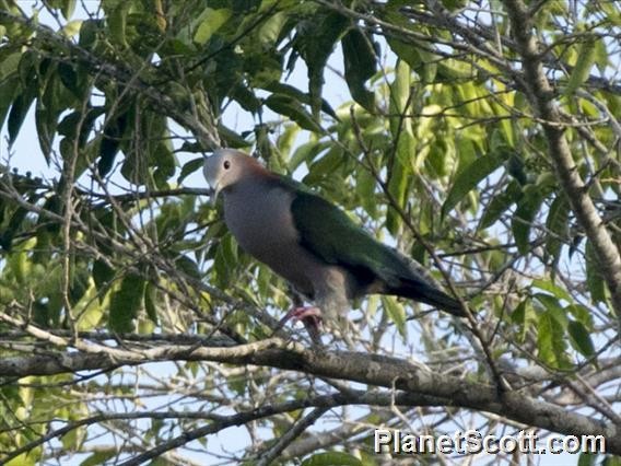 Green Imperial-Pigeon - ML183542861